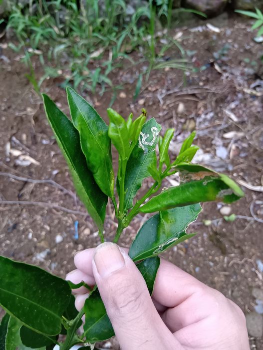 せとか・同年枝