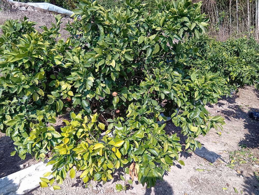 みかん 収穫終了