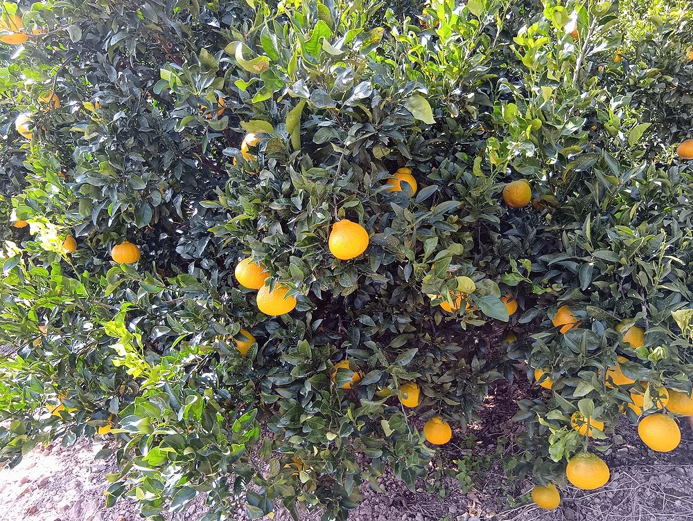 不知火（デコポン）