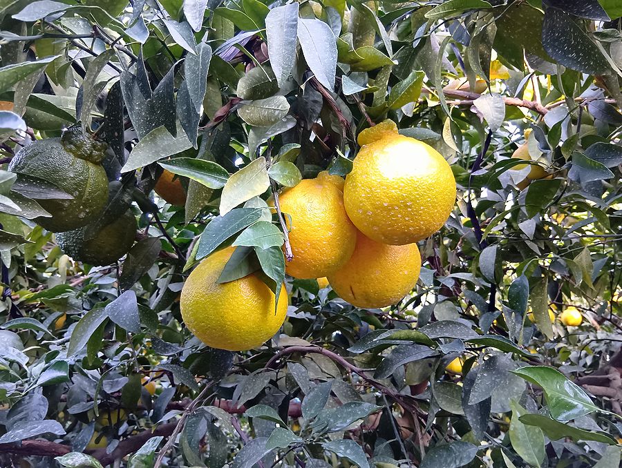 不知火（デコポン）