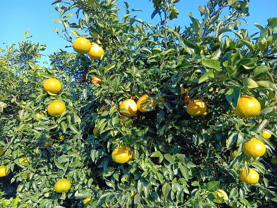 不知火（デコポン）・露地栽培