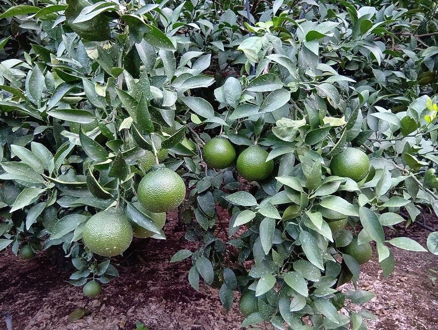 不知火（デコポン）・果皮が緑色