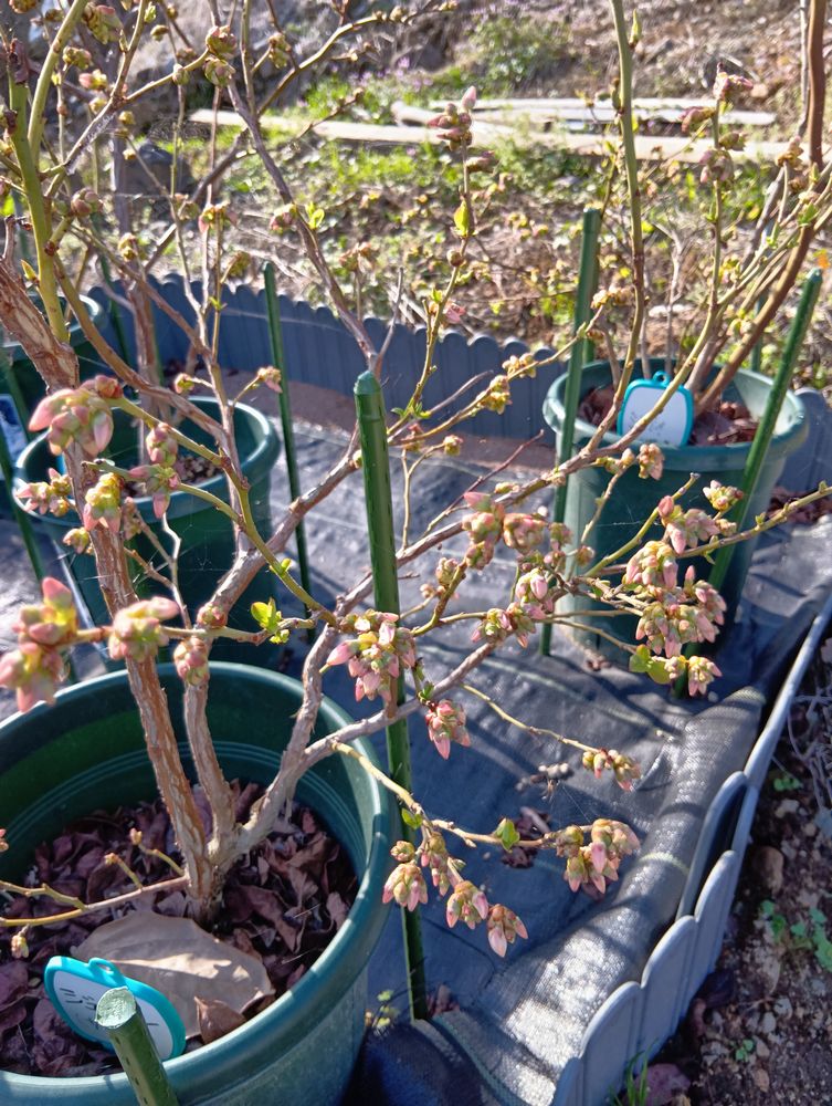 ブルーベリーの花芽