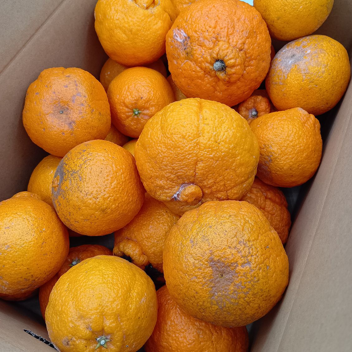 不知火（わけあり・加工用）【9.3kg】