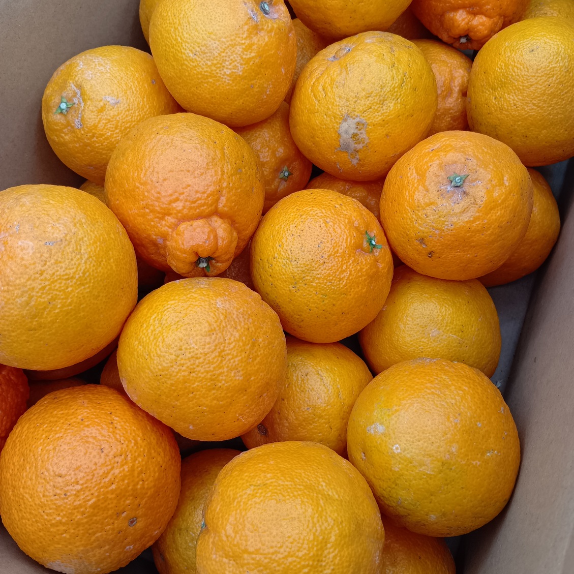 不知火（小玉・加工用）【9.3kg】